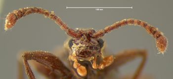Media type: image;   Entomology 6118 Aspect: head frontal view